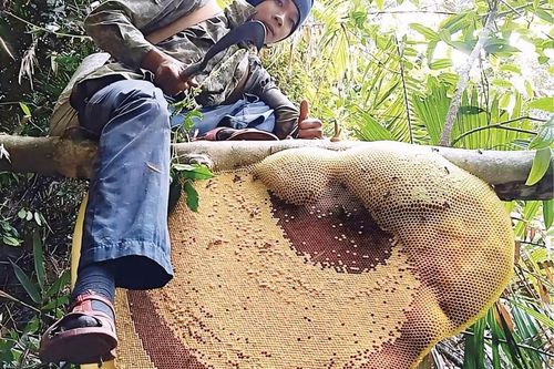 Đời săn mật... đắng