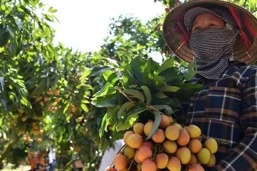 Nông dân Bắc Giang thu gần 6.600 tỷ đồng từ vải thiều