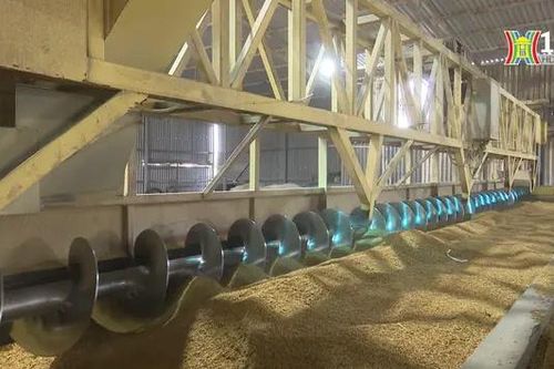 Hướng tới cơ giới hóa đồng bộ trong sản xuất lúa | Nông nghiệp đô thị | 14/07/2024