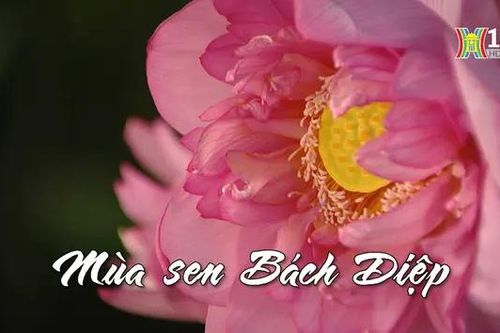 Mùa sen Bách Diệp | Nhịp sống Hà Nội | 14/07/2024