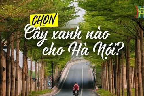 Chọn cây xanh nào cho Hà Nội?