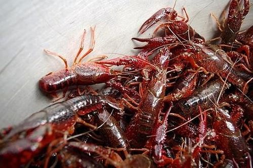 TPHCM: Tăng cường kiểm soát việc nhập khẩu tôm hùm đất