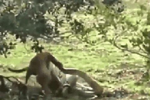 Chó nhà bị trăn khổng lồ tấn công tưởng sẽ chết thảm, ai ngờ 'phút 89' làm một việc lật ngược tình thế