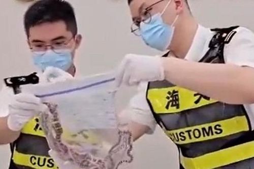 Nhét 104 con rắn sống vào túi quần hòng qua mắt hải quan