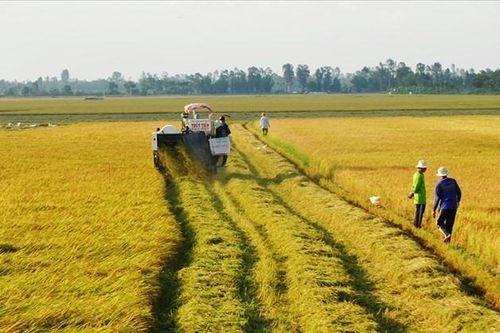 Đề xuất miễn thuế sử dụng đất nông nghiệp 10 năm