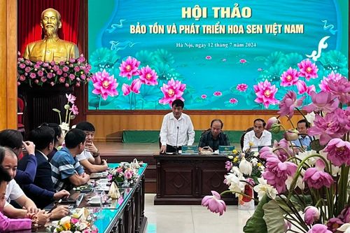 Nâng tầm giá trị sen Hà Nội (kỳ 1): Từ sen bách diệp Tây Hồ…