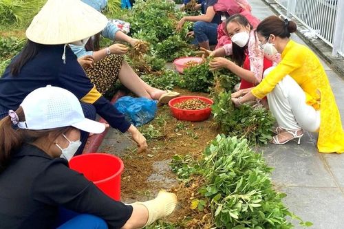 Trồng cây xanh trên mái nhà, lan tỏa phong trào xanh - sạch - đẹp