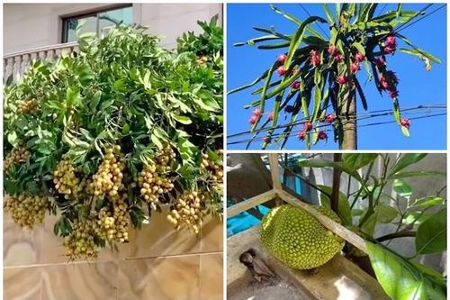 'Cười vỡ bụng' kiểu cây trĩu quả nhưng mọc ở vị trí cực hiểm