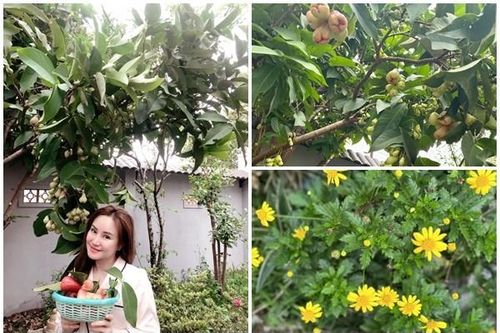 Choáng ngợp cơ ngơi ngập hoa trái của Vy Oanh tại Đà Lạt