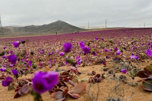 Hoa nở bất thường ở sa mạc Atacama