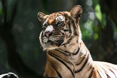 Hổ Mã Lai đang trên bờ vực tuyệt chủng