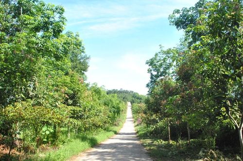 Trang trại xanh trên vùng 'đất lửa'