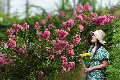 Đắm say với cảnh sắc hoa tường vi rợp phố Hà Nội
