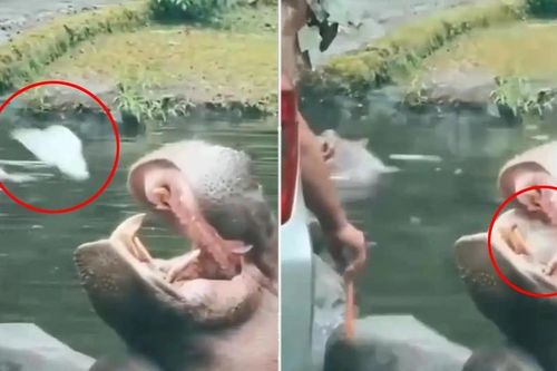 Du khách gây phẫn nộ vì ném túi nilon vào miệng hà mã
