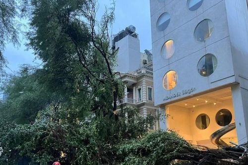 Cây gãy đổ hàng loạt trong mưa giông tại Thành phố Hồ Chí Minh
