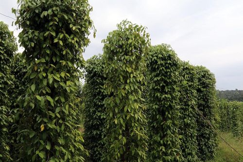 Giá tiêu tăng cao, nông dân Đồng Nai dồn sức vực dậy vườn tiêu