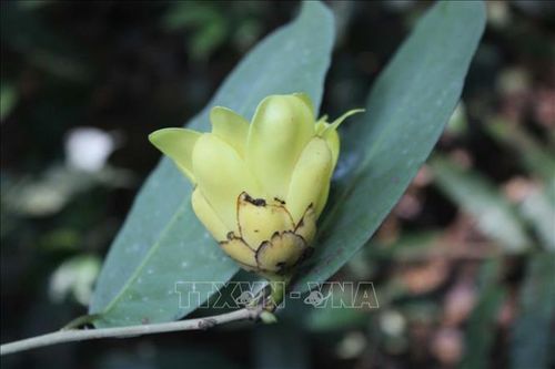 Phát triển 3 loài thực vật quý tại Pù Luông