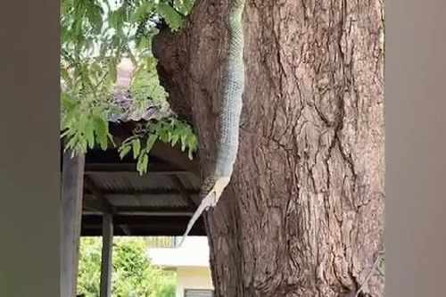 Nhìn lên cây, người phụ nữ chứng kiến cảnh tượng nổi da gà