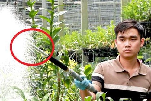 Anh nông dân cứ mỗi năm bỏ túi 2 tỷ nhờ trồng thứ 'ăn sương ngủ gió'