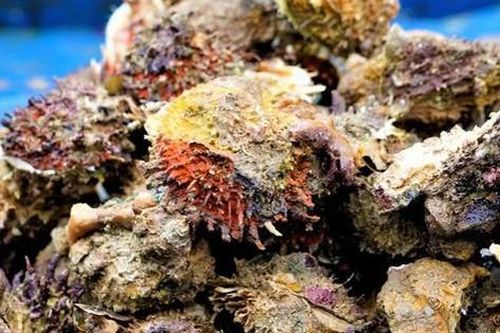 Thứ hiếm người biết, không ngờ là đặc sản dân phố thích mê