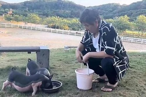 Nam diễn viên đình đám bỏ showbiz về quê nuôi lợn, trồng rau