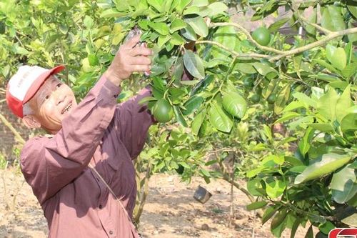 Hỗ trợ hội viên phát triển sản xuất