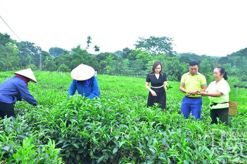 Sản xuất xanh để chè Phú Đô 'lên hương'