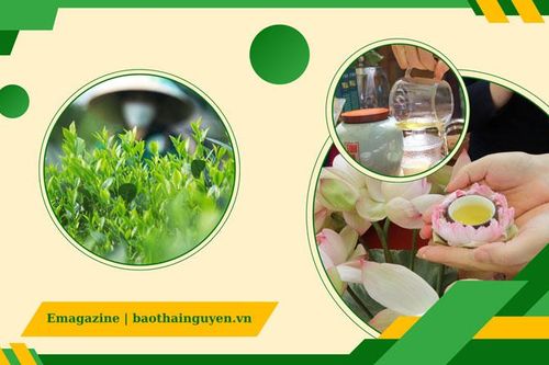 Lắng đọng giá trị văn hóa trà Việt tại Tân Cương