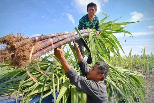 Đường Quảng Ngãi (QNS) với tham vọng khép kín chuỗi giá trị Mía - Đường - Điện sinh khối - Ethanol