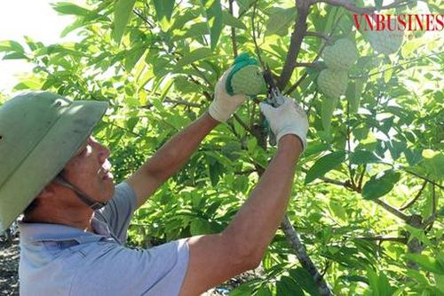 Nông dân thắng đậm nhờ tung tuyệt kỹ bắt 'cây bạc tỷ' ra quả trái vụ