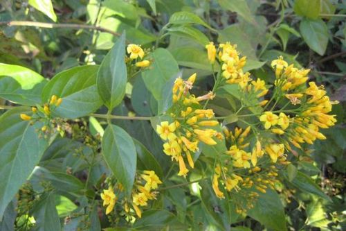 Uống thuốc sắc từ rễ cây để chữa mất ngủ, 1 phụ nữ tử vong