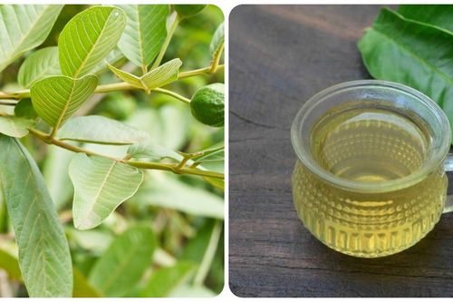 Lá ổi có tác dụng gì với sức khỏe?