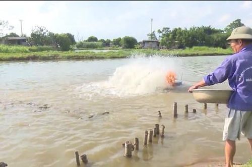 Mùa vàng trên những cánh đồng hoang