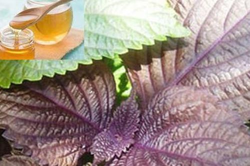 15 công thức nước lá tía tô uống phòng và chữa bệnh