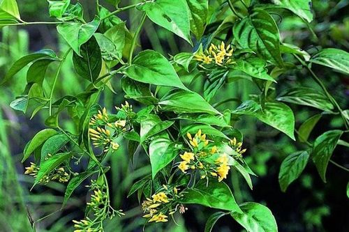 Tử vong do uống nhầm nước sắc từ cây lá ngón