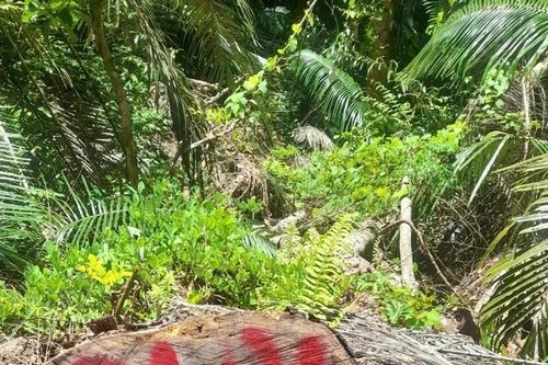 UBND tỉnh Quảng Nam yêu cầu điều tra vụ phá rừng ở huyện Nam Giang