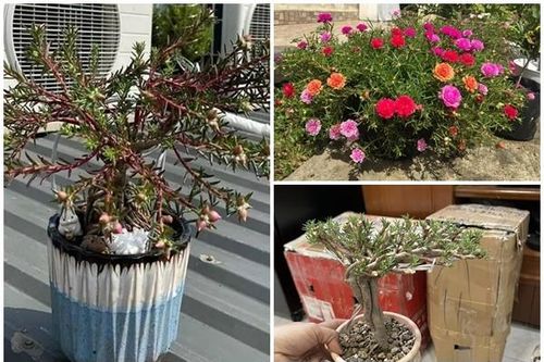 Sự thật về hoa mười giờ bonsai giá lên tới cả triệu đồng