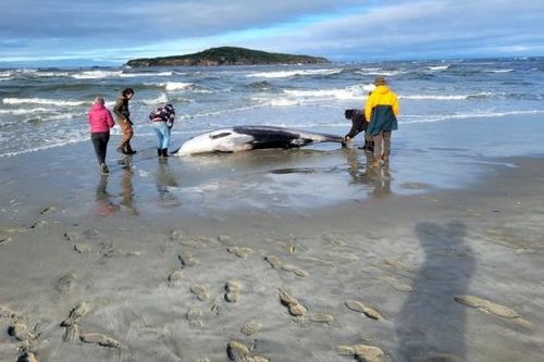 Xác cá voi răng thuổng siêu hiếm dạt vào bãi biển New Zealand