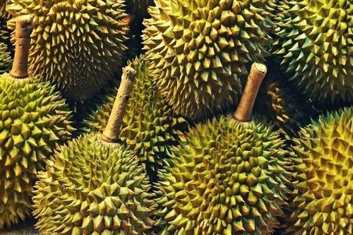 Trồng 'trái cây vua', nông dân huyện nghèo miền núi thu gần 1.000 tỷ đồng/năm
