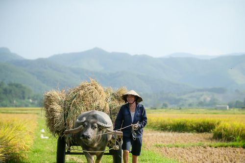 Bất ngờ về nguồn phát thải khí mê-tan từ trồng lúa