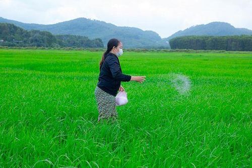 Mưa 'vàng' giải nhiệt, cây trồng thoát khỏi nguy cơ hạn hán