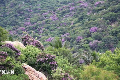 Bằng lăng 'nhuộm tím' khu rừng ven biển Ninh Thuận
