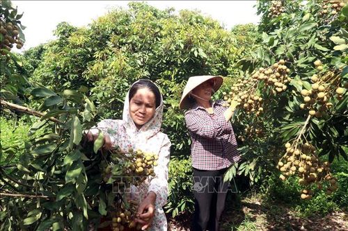 Thủ phủ nhãn lồng Hưng Yên khẩn trương cho vụ thu hoạch