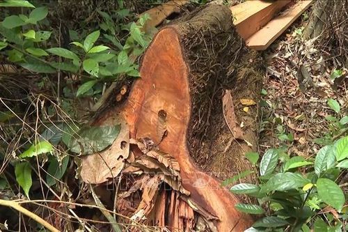 Tập trung điều tra làm rõ vụ phá rừng gỗ quý hiếm ở Quảng Nam