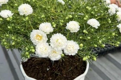 Những chậu hoa mười giờ giá lên đến cả triệu đồng có gì đặc biệt?