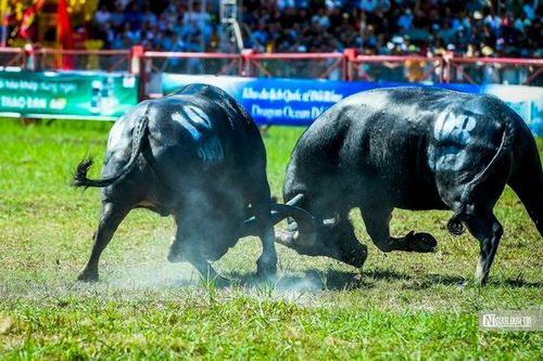 Lễ hội chọi trâu Đồ Sơn 2024: Dự báo các trâu ngang sức, cân tài