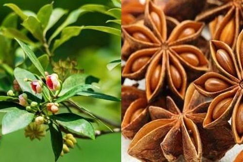 Loài hoa được mệnh danh là 'báu vật' trời ban của Việt Nam, được cả thế giới săn đón vì khan hiếm