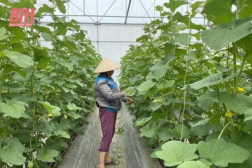 Nga Sơn mở rộng diện tích cây trồng được cấp mã số vùng trồng