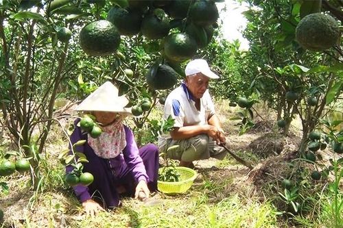 Vượt khó từ vùng phèn chua mặn chát