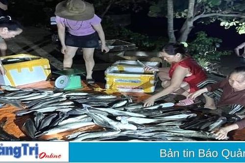 Vĩnh Linh: Hơn 2,5 tấn cá bị chết do ảnh hưởng của áp thấp nhiệt đới